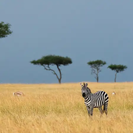 Zebra in the African plain.